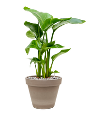 Strelitzia nicolai in Terra Cotta Office Plant With Pot 63cm Height 23cm Dia