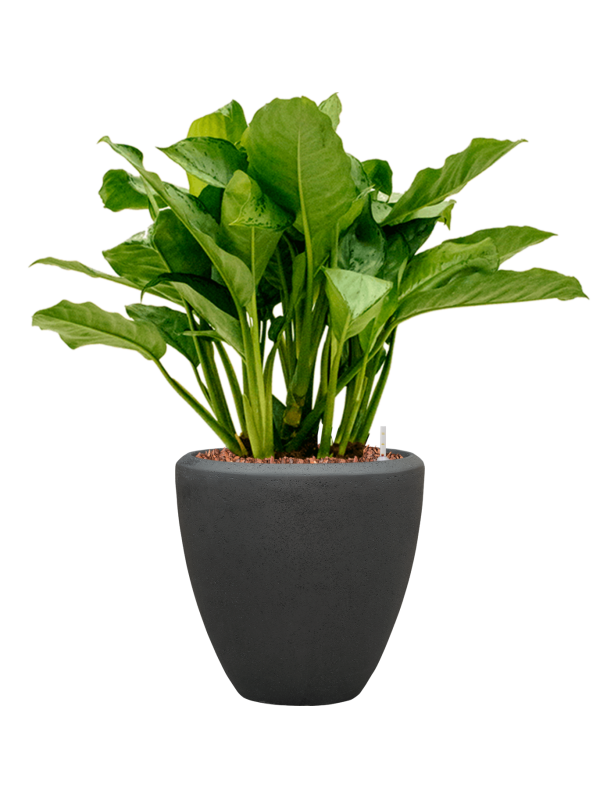 Aglaonema 'Freedman' in Baq Polystone Plain Office Plant With Pot 95cm Height 30cm Dia