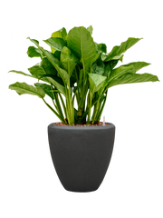 Aglaonema 'Freedman' in Baq Polystone Plain Office Plant With Pot 95cm Height 30cm Dia