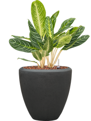 Aglaonema 'Key Lime' in Baq Polystone Plain Office Plant With Pot 87cm Height 30cm Dia