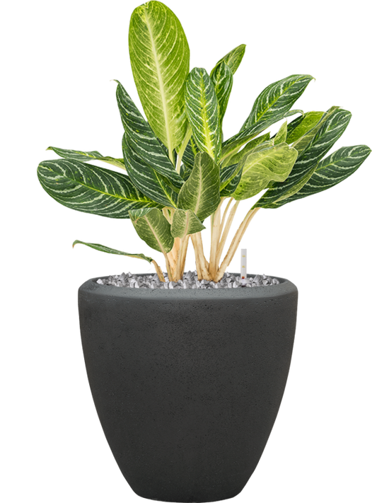 Aglaonema 'Key Lime' in Baq Polystone Plain Office Plant With Pot 87cm Height 30cm Dia