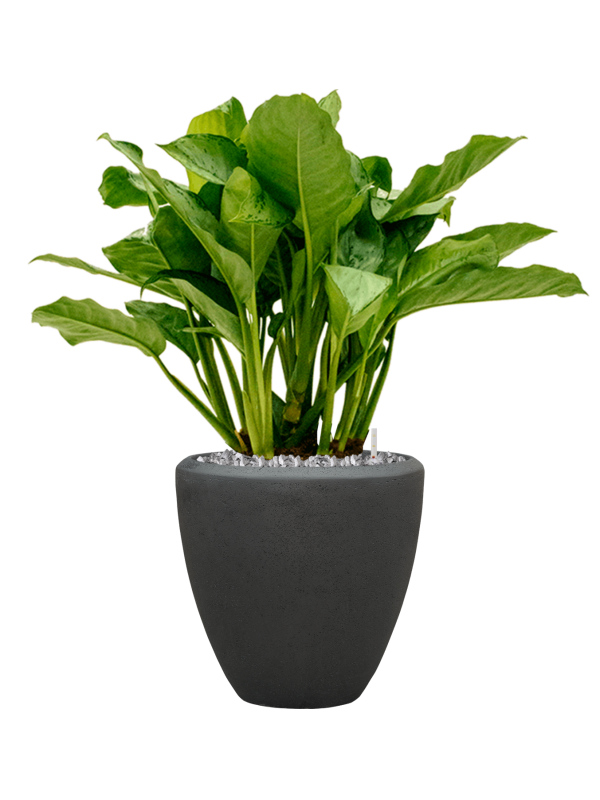 Aglaonema 'Freedman' in Baq Polystone Plain Office Plant With Pot 95cm Height 30cm Dia