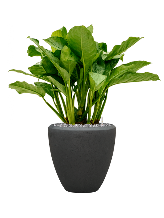 Aglaonema 'Freedman' in Baq Polystone Plain Office Plant With Pot 95cm Height 30cm Dia