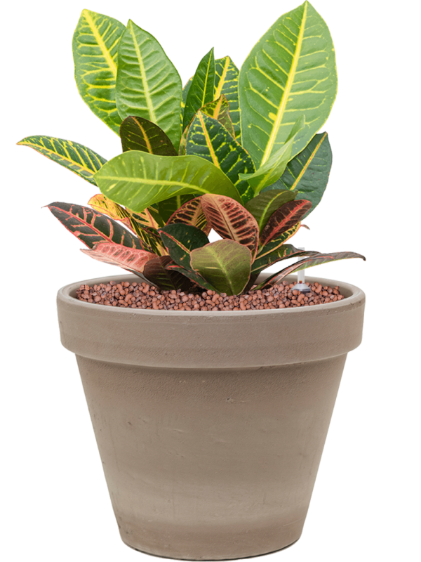 Croton (Codiaeum) variegatum 'Petra' in Terra Cotta Office Plant With Pot 40cm Height 23cm Dia