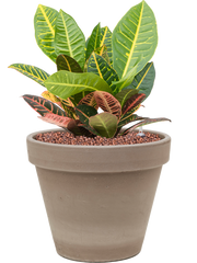 Croton (Codiaeum) variegatum 'Petra' in Terra Cotta Office Plant With Pot 40cm Height 23cm Dia