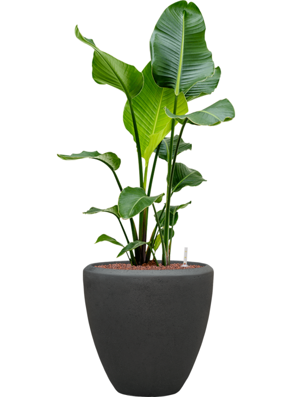 Strelitzia nicolai in Baq Polystone Plain Office Plant With Pot 117cm Height 30cm Dia