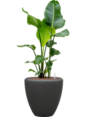 Strelitzia nicolai in Baq Polystone Plain Office Plant With Pot 117cm Height 30cm Dia