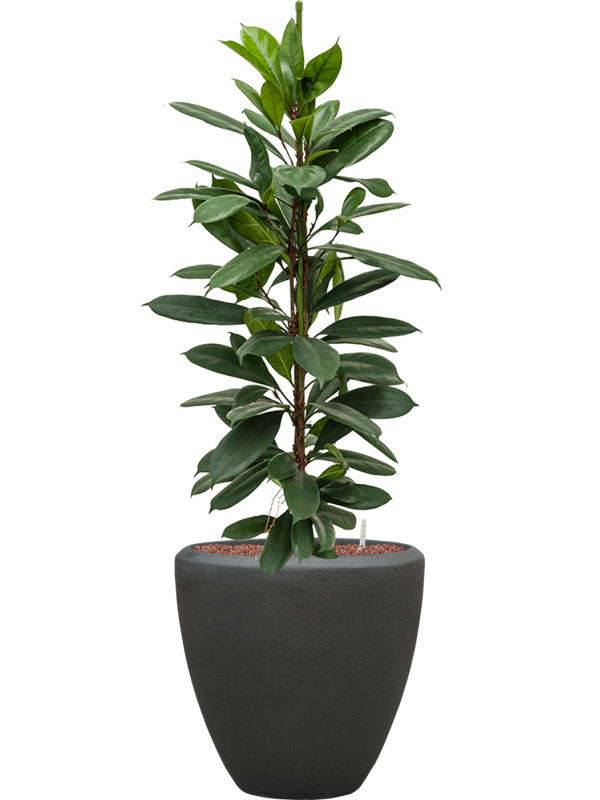 Ficus cyathistipula in Baq Polystone Plain Office Plant With Pot 122cm Height 30cm Dia