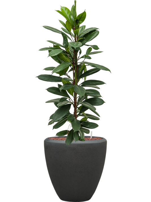 Ficus cyathistipula in Baq Polystone Plain Office Plant With Pot 122cm Height 30cm Dia