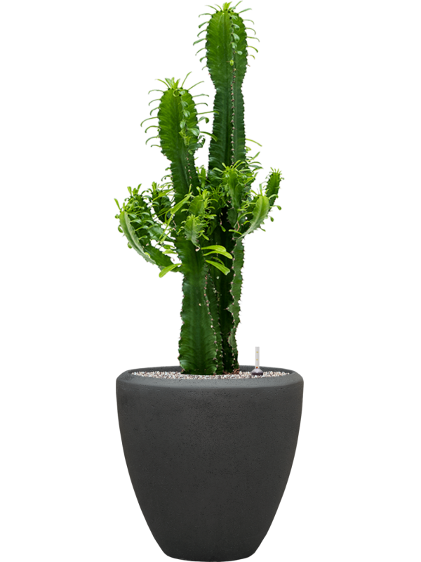 Euphorbia erytrea in Baq Polystone Plain Office Plant With Pot 114cm Height 30cm Dia