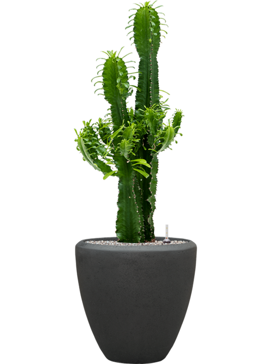 Euphorbia erytrea in Baq Polystone Plain Office Plant With Pot 114cm Height 30cm Dia