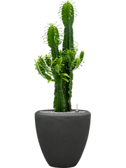 Euphorbia erytrea in Baq Polystone Plain Office Plant With Pot 114cm Height 30cm Dia