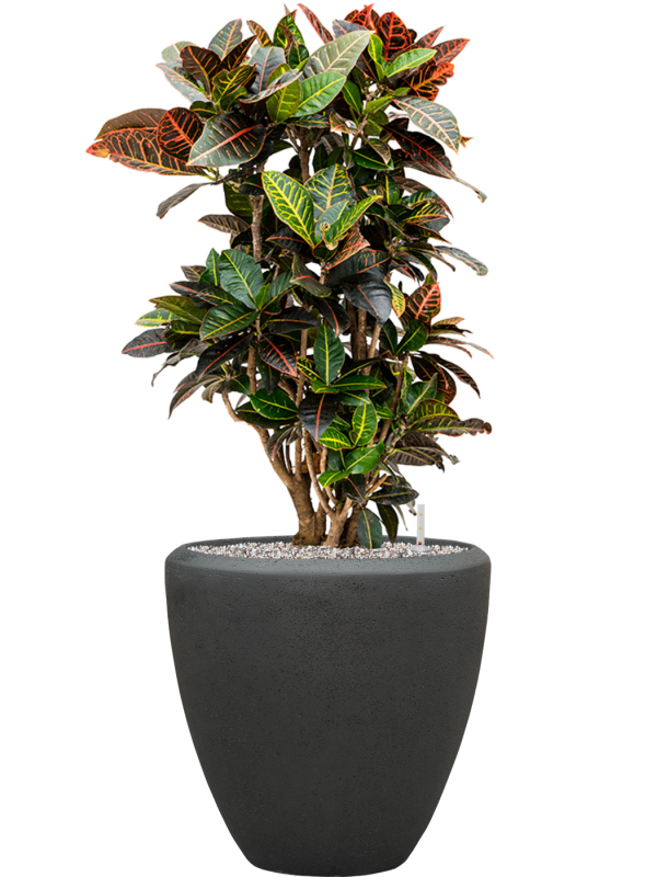 Croton (Codiaeum) variegatum 'Petra' in Baq Polystone Plain Office Plant With Pot 102cm Height 30cm Dia