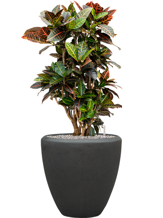 Croton (Codiaeum) variegatum 'Petra' in Baq Polystone Plain Office Plant With Pot 102cm Height 30cm Dia