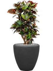 Croton (Codiaeum) variegatum 'Petra' in Baq Polystone Plain Office Plant With Pot 102cm Height 30cm Dia