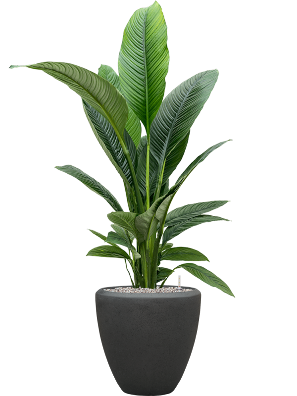 Spathiphyllum 'Sensation' in Baq Polystone Plain Office Plant With Pot 142cm Height 30cm Dia