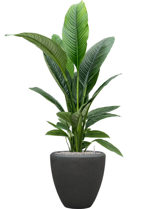 Spathiphyllum 'Sensation' in Baq Polystone Plain Office Plant With Pot 142cm Height 30cm Dia