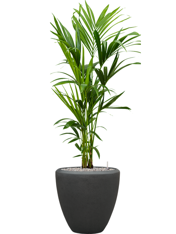 Kentia (Howea) forsteriana in Baq Polystone Plain Office Plant With Pot 138cm Height 30cm Dia