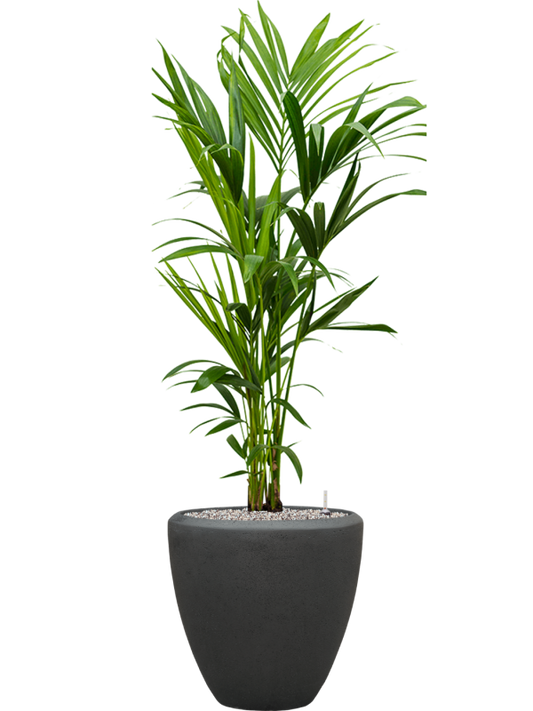 Kentia (Howea) forsteriana in Baq Polystone Plain Office Plant With Pot 138cm Height 30cm Dia