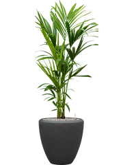 Kentia (Howea) forsteriana in Baq Polystone Plain Office Plant With Pot 138cm Height 30cm Dia