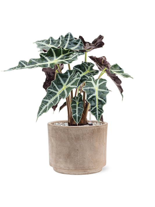 Alocasia 'Polly' in Terra Cotta Office Plant With Pot 45cm Height 19cm Dia