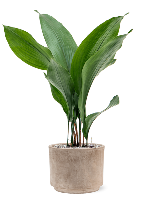 Aspidistra elatior in Terra Cotta Office Plant With Pot 62cm Height 19cm Dia