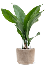 Aspidistra elatior in Terra Cotta Office Plant With Pot 62cm Height 19cm Dia