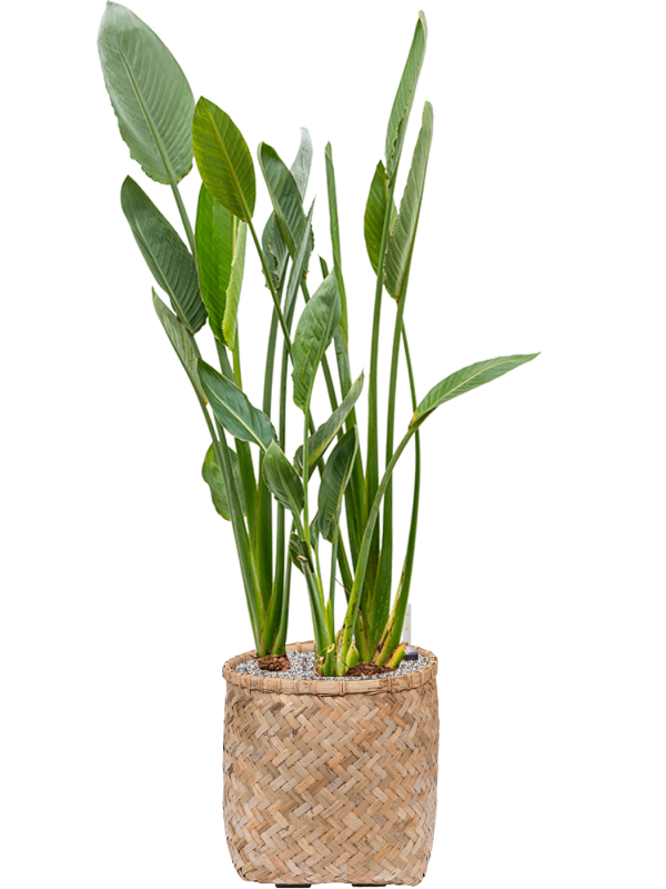 Strelitzia reginae in Bohemian Office Plant With Pot 129cm Height 37cm Dia