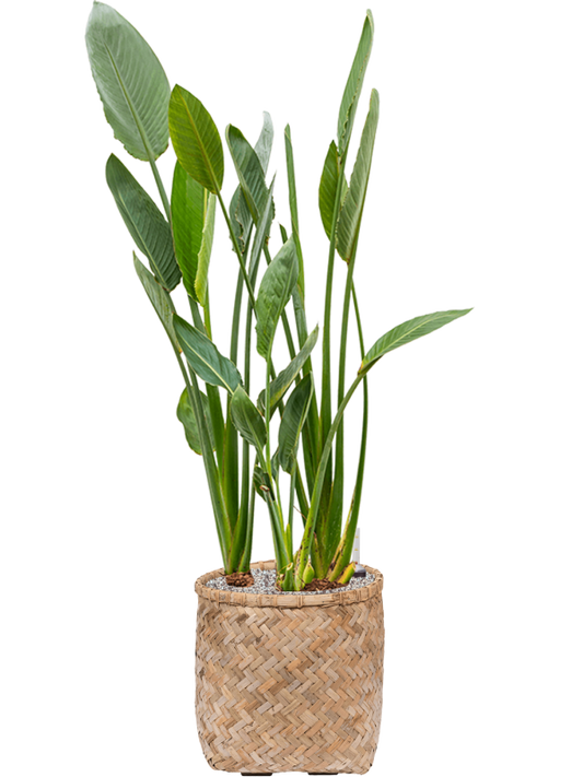 Strelitzia reginae in Bohemian Office Plant With Pot 129cm Height 37cm Dia