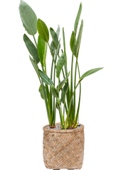 Strelitzia reginae in Bohemian Office Plant With Pot 129cm Height 37cm Dia