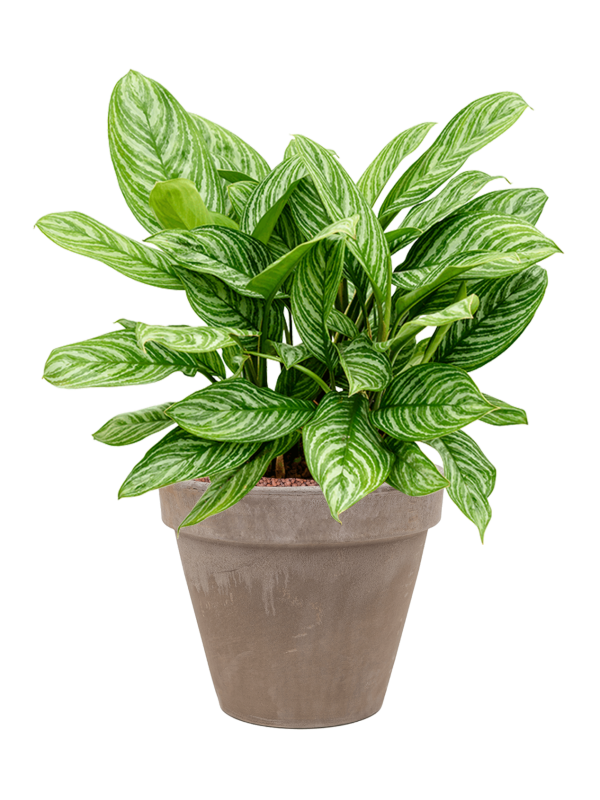 Aglaonema 'Stripes' in Terra Cotta Office Plant With Pot 60cm Height 29cm Dia