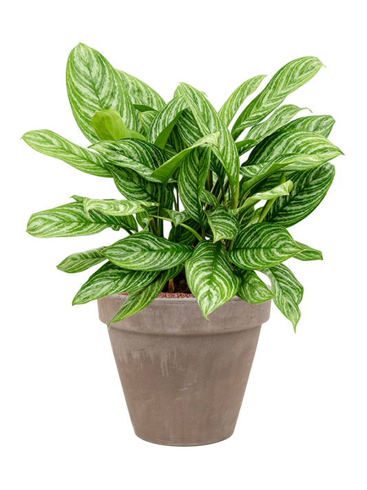 Aglaonema 'Stripes' in Terra Cotta Office Plant With Pot 60cm Height 29cm Dia