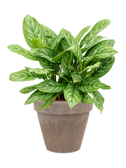 Aglaonema 'Stripes' in Terra Cotta Office Plant With Pot 60cm Height 29cm Dia