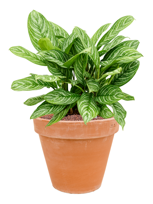 Aglaonema 'Stripes' in Terra Cotta Office Plant With Pot 64cm Height 33cm Dia