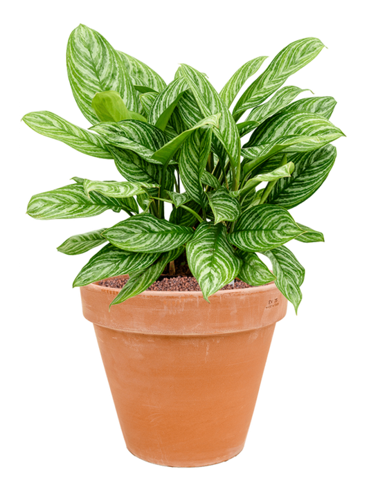 Aglaonema 'Stripes' in Terra Cotta Office Plant With Pot 64cm Height 33cm Dia