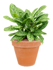 Aglaonema 'Stripes' in Terra Cotta Office Plant With Pot 64cm Height 33cm Dia