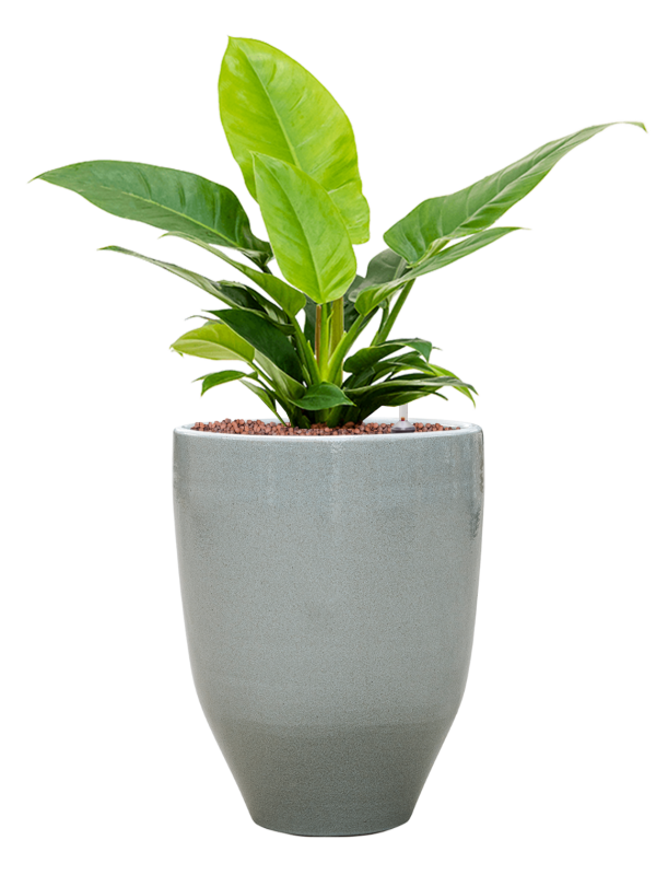 Philodendron 'Imperial Green' in One and Only Office Plant With Pot 57cm Height 22.5cm Dia