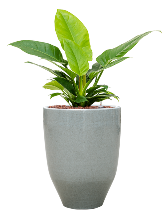 Philodendron 'Imperial Green' in One and Only Office Plant With Pot 57cm Height 22.5cm Dia