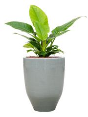 Philodendron 'Imperial Green' in One and Only Office Plant With Pot 57cm Height 22.5cm Dia