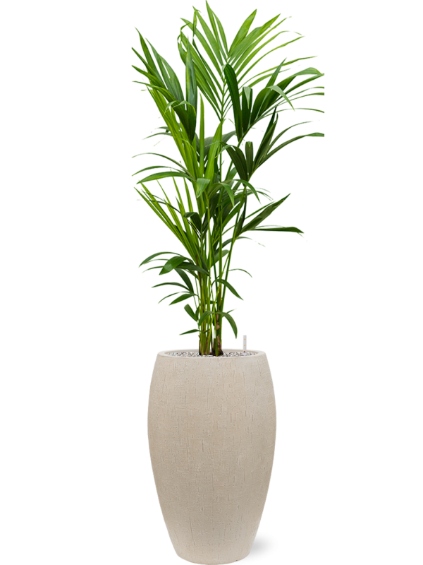 Kentia (Howea) forsteriana in Baq Raindrop Office Plant With Pot 158cm Height 33cm Dia