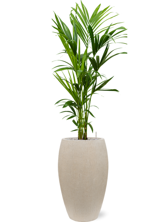 Kentia (Howea) forsteriana in Baq Raindrop Office Plant With Pot 158cm Height 33cm Dia