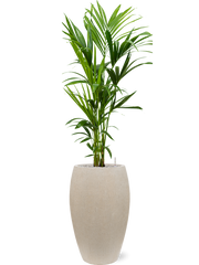 Kentia (Howea) forsteriana in Baq Raindrop Office Plant With Pot 158cm Height 33cm Dia