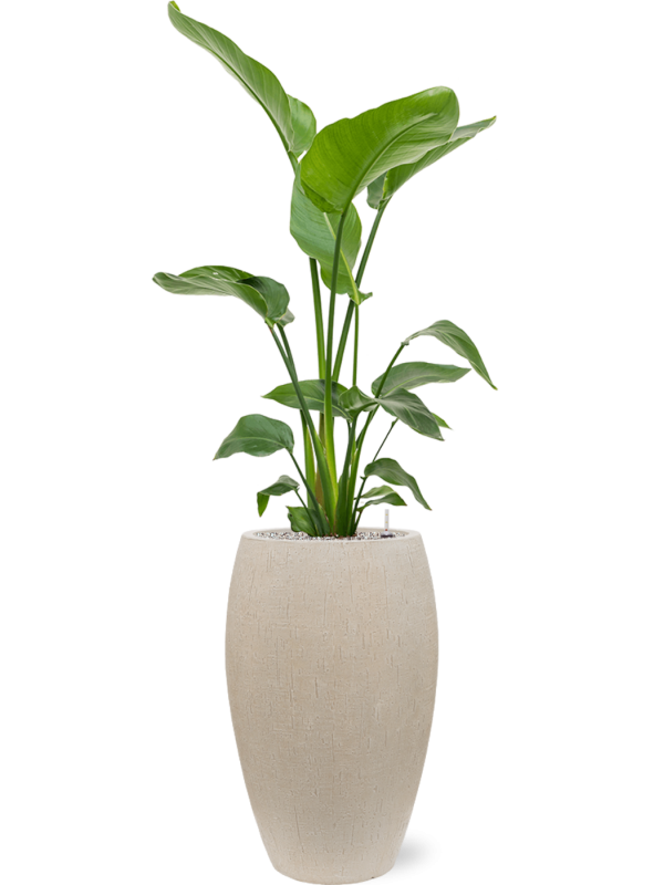 Strelitzia nicolai in Baq Raindrop Office Plant With Pot 147cm Height 33cm Dia