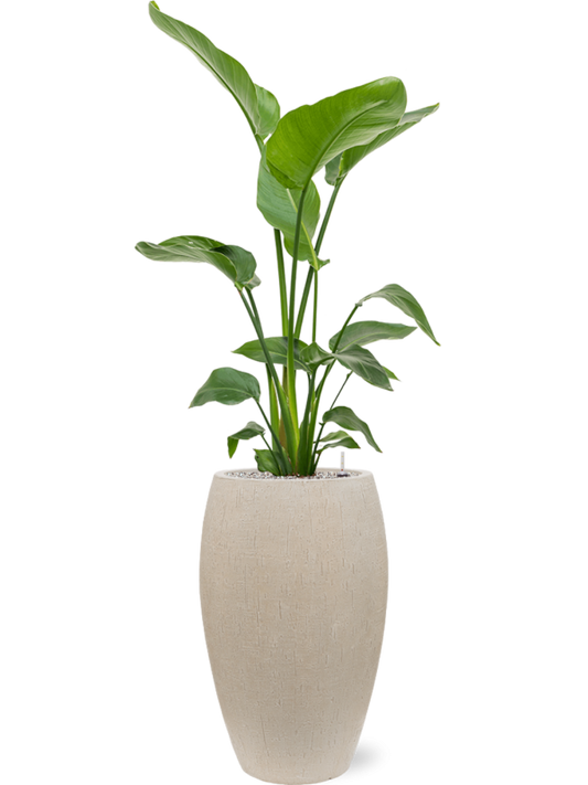 Strelitzia nicolai in Baq Raindrop Office Plant With Pot 147cm Height 33cm Dia