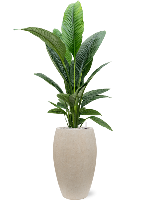 Spathiphyllum 'Sensation' in Baq Raindrop Office Plant With Pot 163cm Height 33cm Dia