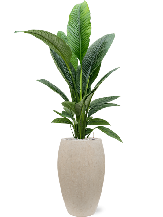 Spathiphyllum 'Sensation' in Baq Raindrop Office Plant With Pot 163cm Height 33cm Dia