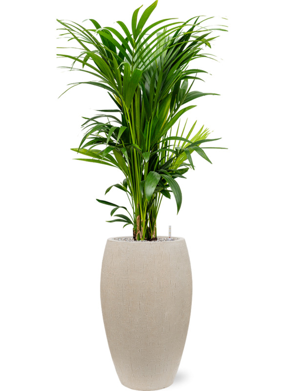 Kentia (Howea) forsteriana in Baq Raindrop Office Plant With Pot 152cm Height 33cm Dia