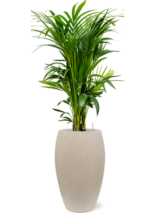 Kentia (Howea) forsteriana in Baq Raindrop Office Plant With Pot 152cm Height 33cm Dia