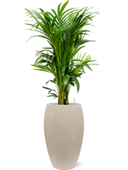 Kentia (Howea) forsteriana in Baq Raindrop Office Plant With Pot 152cm Height 33cm Dia