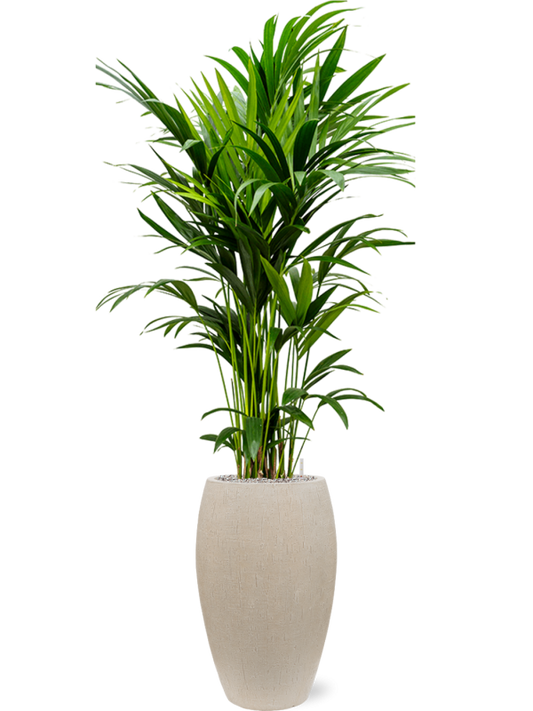 Kentia (Howea) forsteriana in Baq Raindrop Office Plant With Pot 182cm Height 33cm Dia